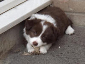 pup.png