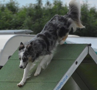 agility border collie