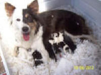 mumpups2.jpg